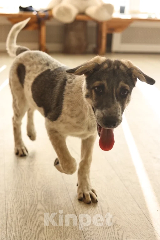 Собаки в Москве: Ищет семью скромная пятнистая девочка Девочка, Бесплатно - фото 3