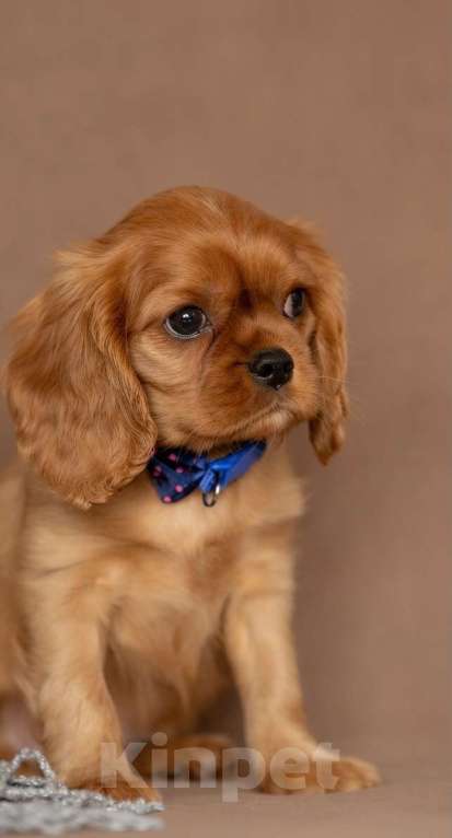 Собаки в Тарусе: Мальчик Мальчик, 90 000 руб. - фото 2