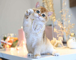 Кошки в Владивостоке: Котёнок британский короткошерстный Мальчик, 80 000 руб. - фото 5