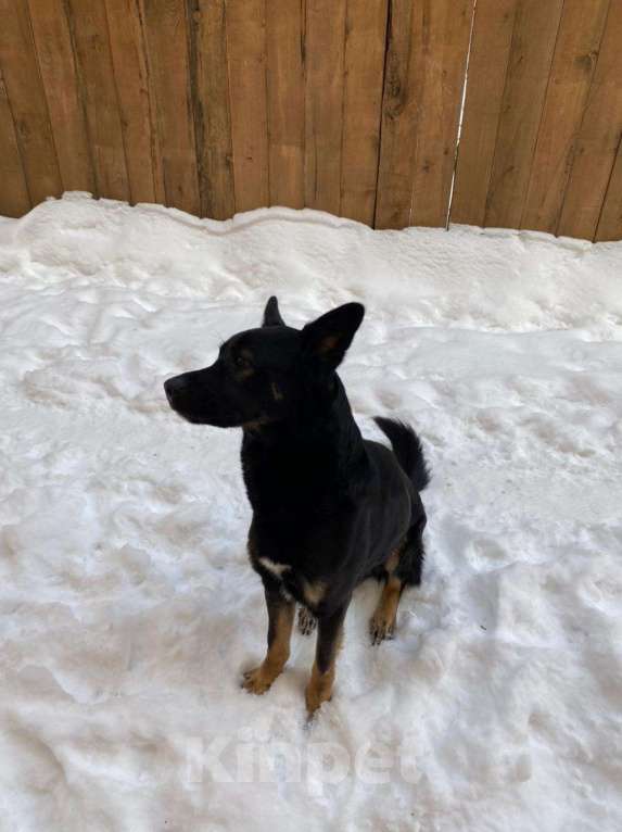 Собаки в Москве: Собака в добрые руки Мальчик, Бесплатно - фото 3