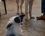 Собаки в Ярославле: Элитный щенок папийона Мальчик, 50 руб. - фото 2