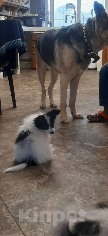 Собаки в Ярославле: Элитный щенок папийона Мальчик, 50 руб. - фото 2