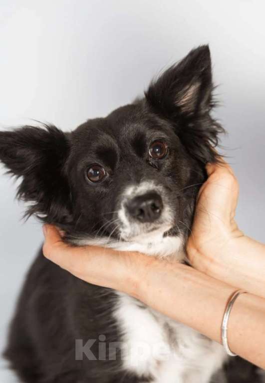 Собаки в Москве: Метис длинношерстной чихуахуа Муся в добрые руки Девочка, 1 руб. - фото 3