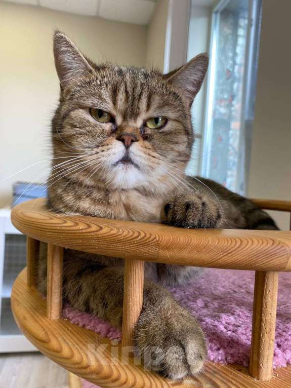 Кошки в Санкт-Петербурге: Сусанна - кошечка британского фенотипа ищет дом Девочка, Бесплатно - фото 3