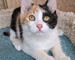 Кошки в Москве: Котёнок с трехцветной мордашкой в добрые руки  Девочка, Бесплатно - фото 8