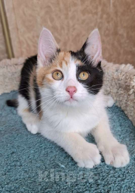 Кошки в Москве: Котёнок с трехцветной мордашкой в добрые руки  Девочка, Бесплатно - фото 8