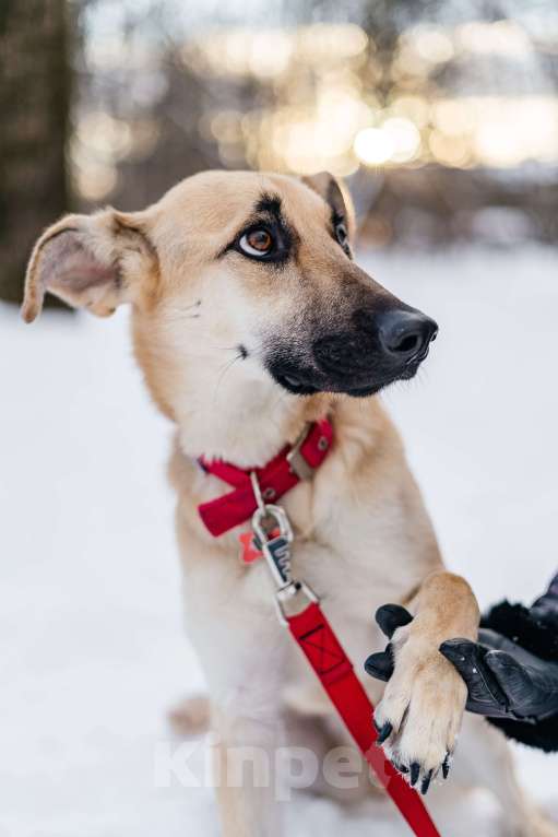 Собаки в Москве: Самая вежливая собака - Герда ищет дом Девочка, Бесплатно - фото 3