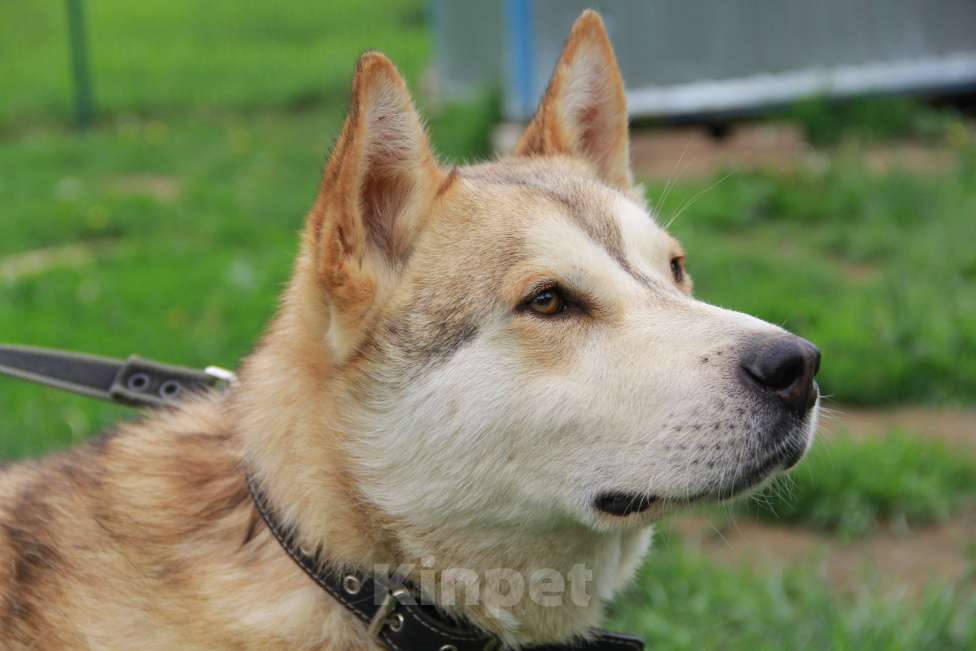 Собаки в Москве: Иртыш, метис хаски Девочка, Бесплатно - фото 4