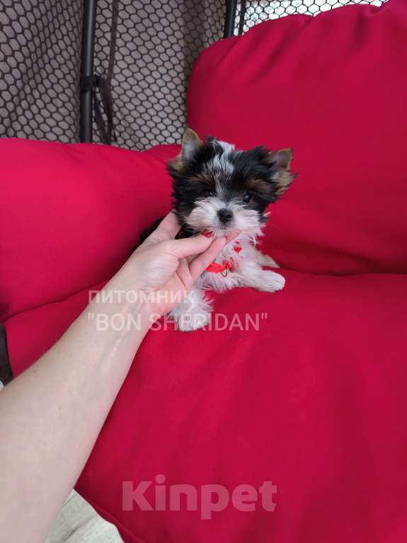 Собаки в Пушкино: Мини девочка  Девочка, 80 000 руб. - фото 1