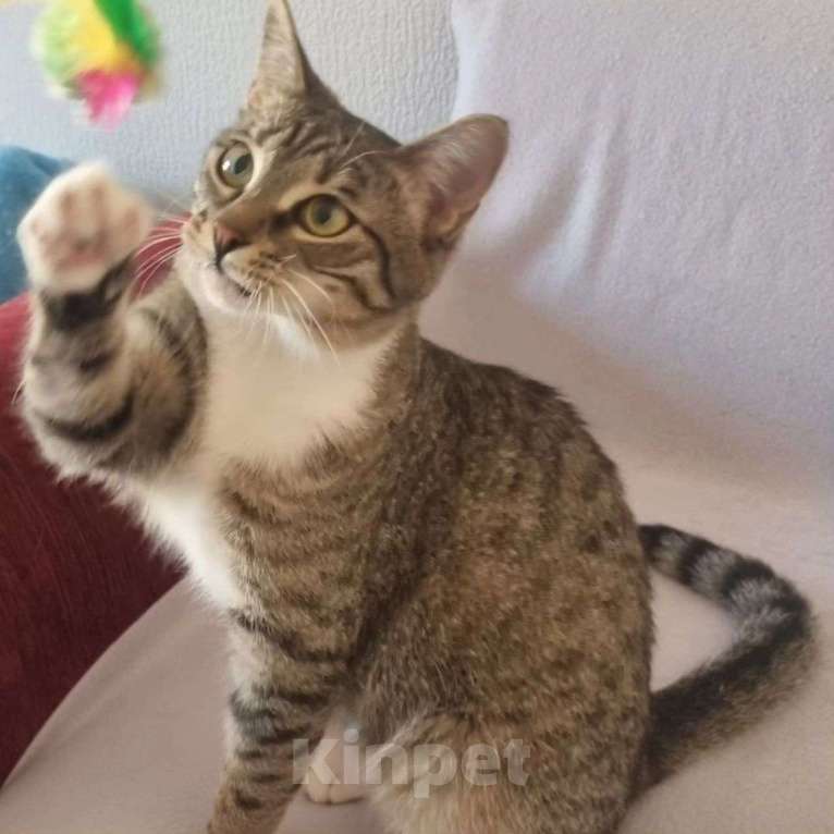 Кошки в Москве: Маленькая Стеша ищет семью Девочка, Бесплатно - фото 2