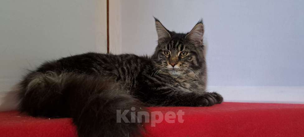 Кошки в Москве: Мейн кун. рыси Девочка, 22 000 руб. - фото 3