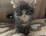 Кошки в других городах Московской области: котёнок в добрые руки Мальчик, Бесплатно - фото 3