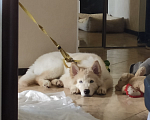 Собаки в Москве: Отдадим в дар щенка(метис акита+хаски) Мальчик, Бесплатно - фото 2