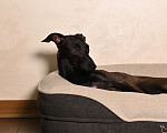 Собаки в Саратове: Левретки щенок Мальчик, 80 руб. - фото 3