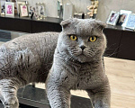 Кошки в Химках: Шотландский вислоухий кот Мальчик, Бесплатно - фото 2