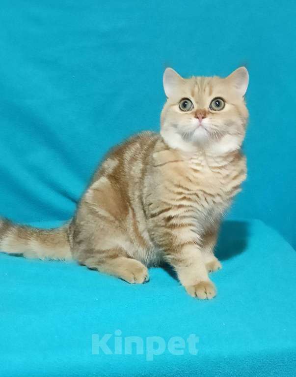 Кошки в Москве: Золотой мраморный котик Мальчик, 6 000 руб. - фото 1