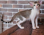 Кошки в Тамбове: Замечательный котёнок  Мальчик, 65 000 руб. - фото 1