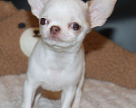 Собаки в Москве: Белый мальчик чихуахуа Мальчик, 35 000 руб. - фото 1