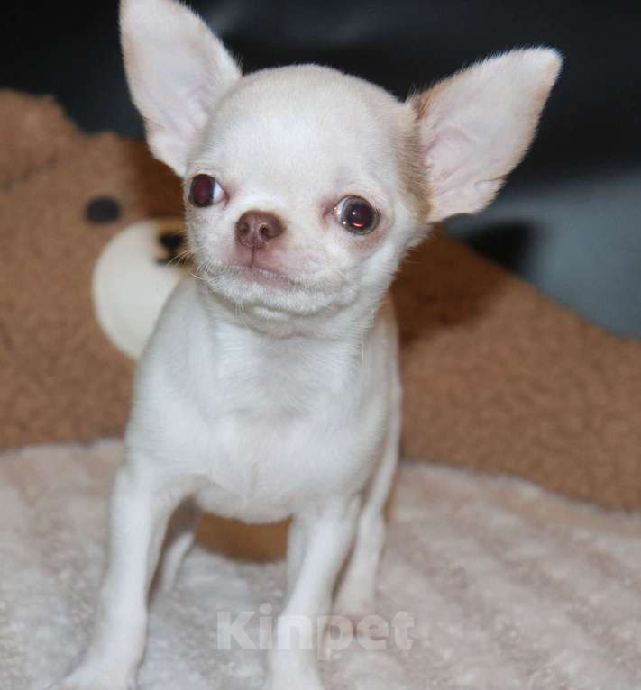 Собаки в Москве: Белый мальчик чихуахуа Мальчик, 35 000 руб. - фото 1