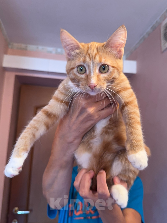 Кошки в Одинцово: Рыжий котенок в добрые руки Девочка, Бесплатно - фото 7