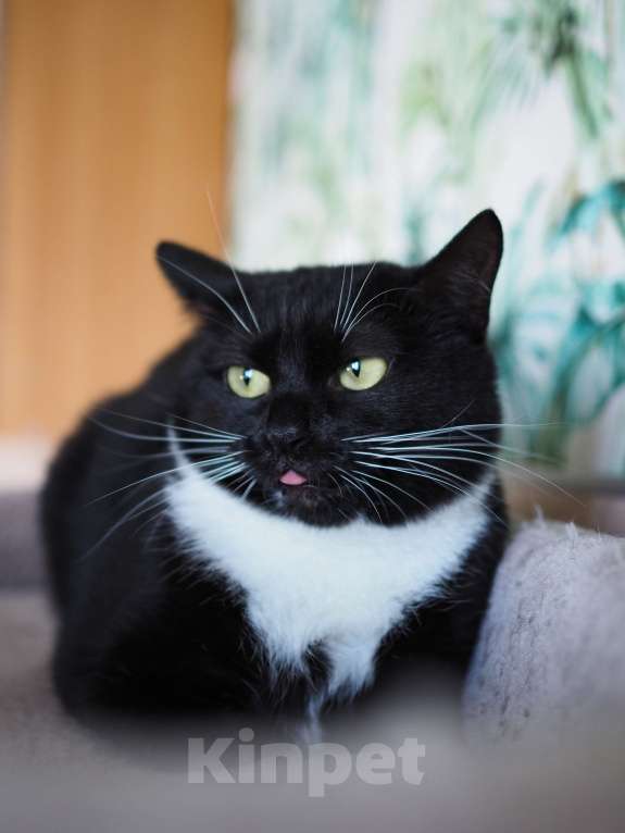 Кошки в Москве: Кошка Элли ищет дом Девочка, Бесплатно - фото 2