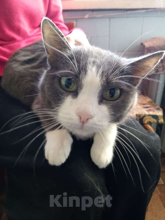 Кошки в Тюмени: Милашка ждёт свою маму или папу Девочка, Бесплатно - фото 2