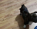 Собаки в Уфе: Черепаховый красивый окрас Мальчик, 15 000 руб. - фото 4