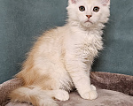 Кошки в Мытищах: Котенок Мейн-кун Мальчик, 50 000 руб. - фото 1