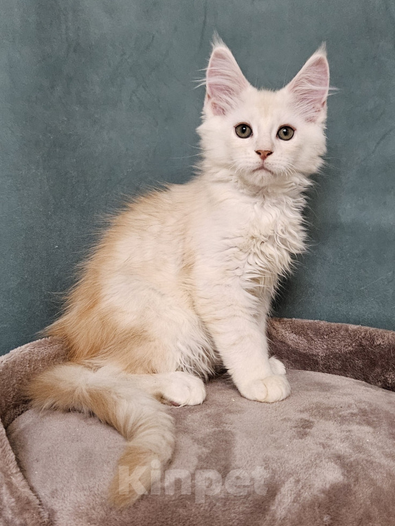 Кошки в Мытищах: Котенок Мейн-кун Мальчик, 50 000 руб. - фото 1
