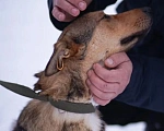Собаки в Москве: Лира попала в отлов Девочка, Бесплатно - фото 5