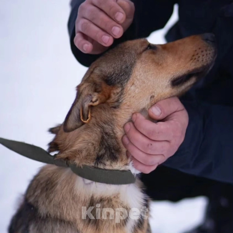 Собаки в Москве: Лира попала в отлов Девочка, Бесплатно - фото 5