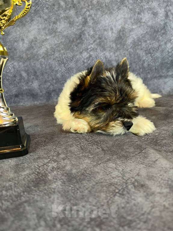 Собаки в Вологде: Щенок бивер терьера Дэйви. Плюшевый медвежонок в качестве домашнего любимца. Мальчик, 45 000 руб. - фото 9