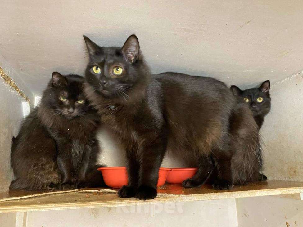 Кошки в Москве: Тучка кошечка ищет дом Девочка, Бесплатно - фото 8