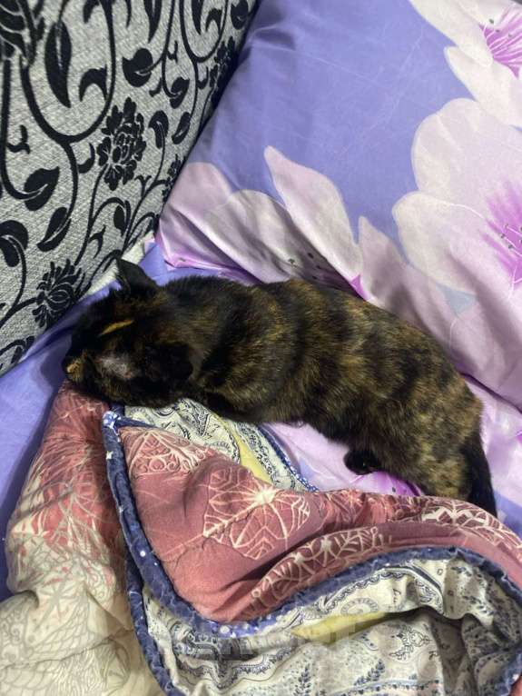 Кошки в Санкт-Петербурге: Две девочки сестрички кошечки Девочка, Бесплатно - фото 6