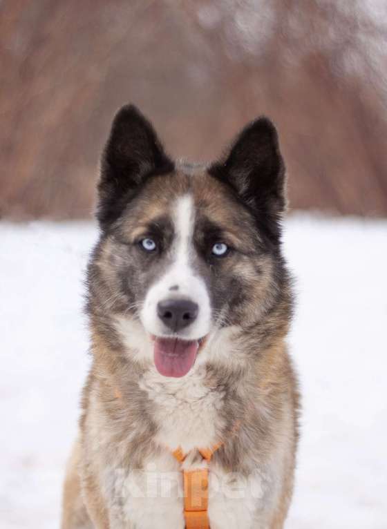 Собаки в Москве: Красавчик Руди! В поисках дома и любящей семьи Мальчик, Бесплатно - фото 2