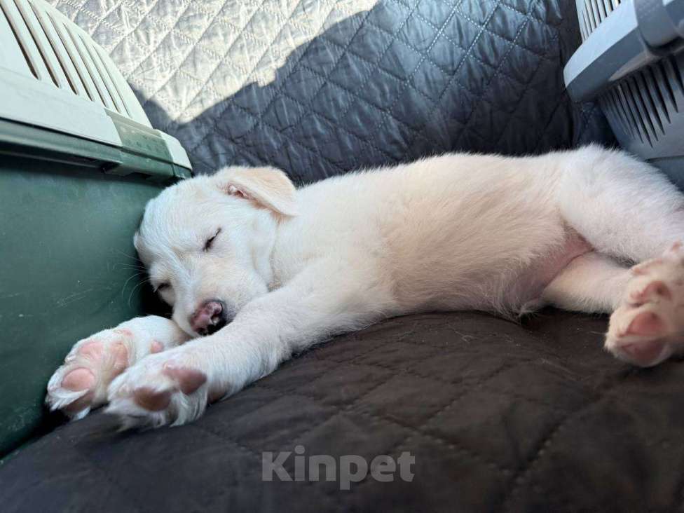 Собаки в Красногорске: Красивый щенок Баунти 3 месяца ждет родителей Девочка, Бесплатно - фото 3