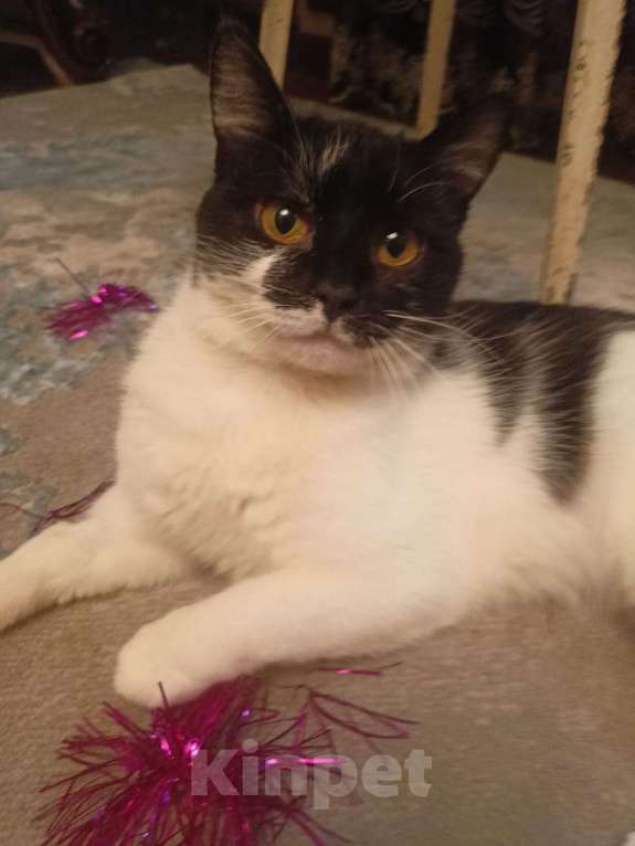 Кошки в Калуге: Отдам в хорошие руки Девочка, Бесплатно - фото 6