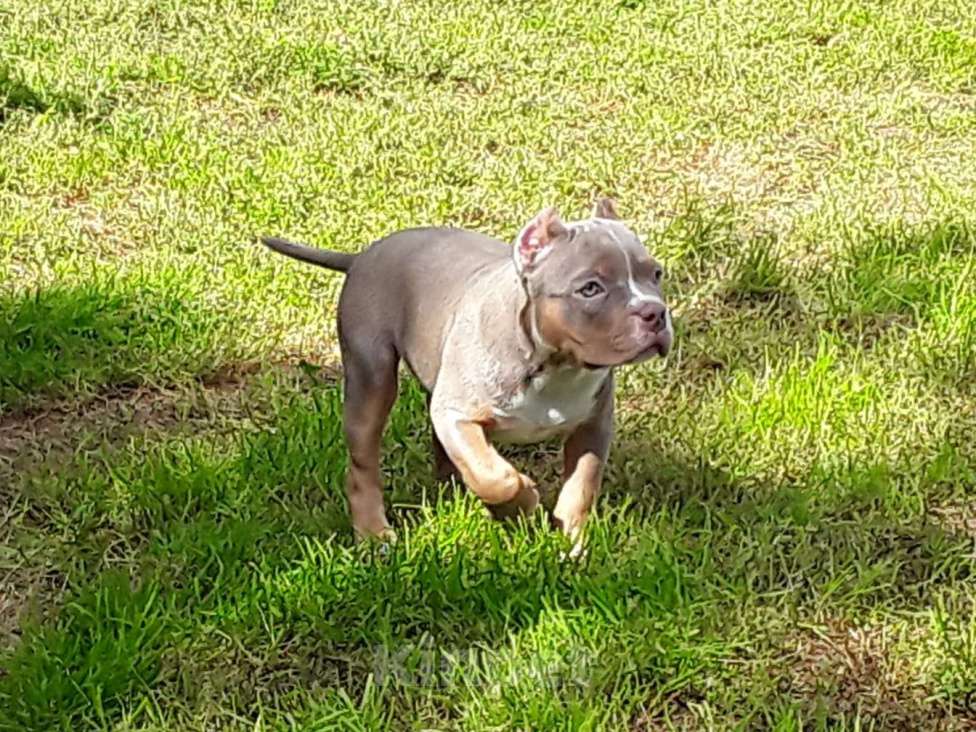 Собаки в Новосибирске: Девочка Американский булли щенок Девочка, Бесплатно - фото 3