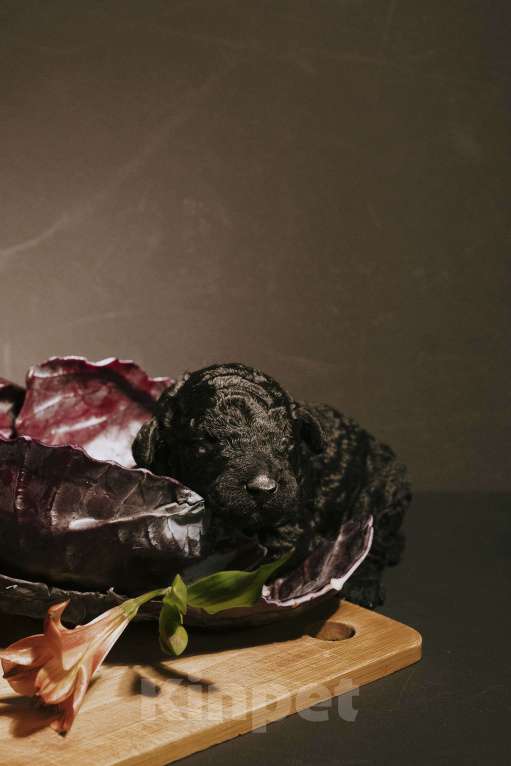 Собаки в Москве: EKHIDNA Испанская Водяная собака Девочка, 180 000 руб. - фото 2