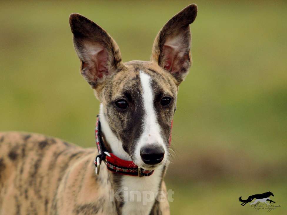 Собаки в Москве: Тигровый уиппет  Мальчик, 130 000 руб. - фото 1