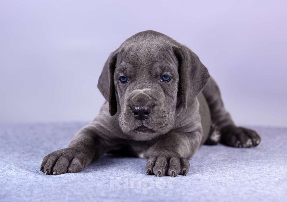 Собаки в Нижнем Новгороде: Немецкий Дог Чемпион Моего Сердца (Оранжевая лента) Девочка, 100 000 руб. - фото 6