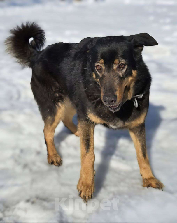 Собаки в Королеве: Града - воплощение безграничной нежности! Девочка, Бесплатно - фото 10