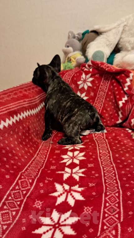 Собаки в Ижевске: Продаётся Мальчик, 50 000 руб. - фото 3