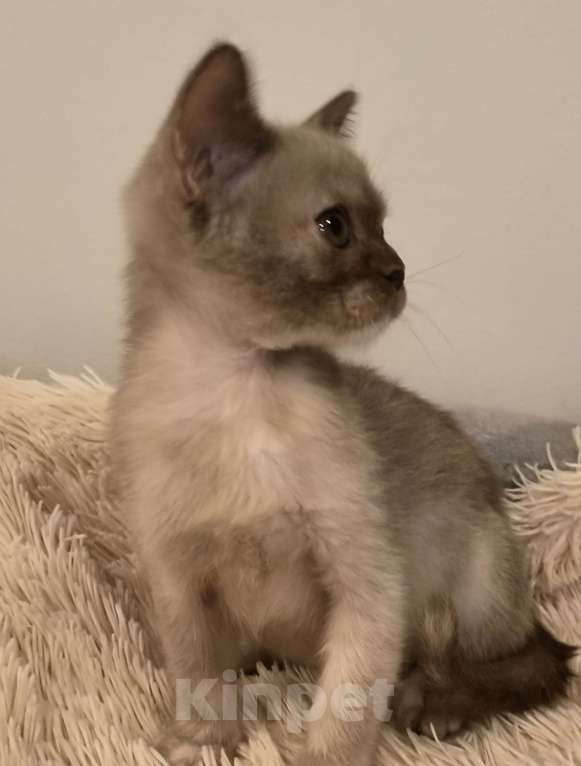 Кошки в Краснодаре: Шоколадные черепахи Девочка, Бесплатно - фото 1