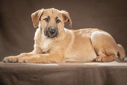 Мачо — добрый парень хочет стать вам верным другом