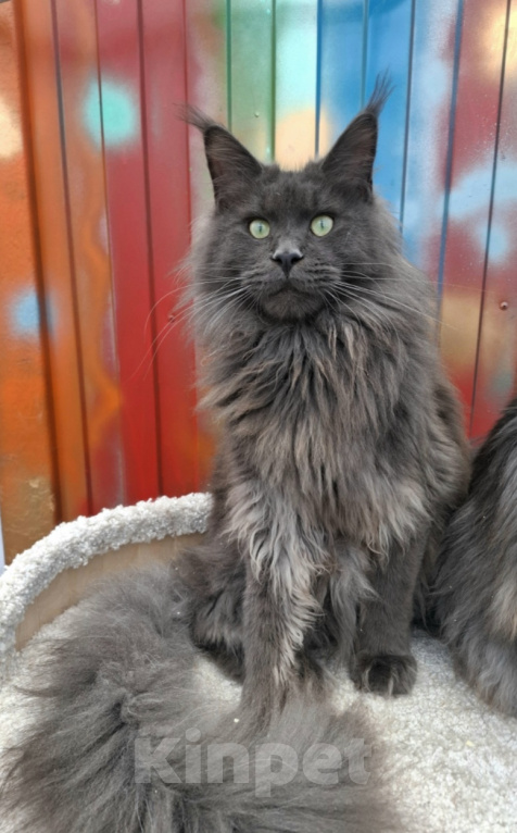Кошки в Иваново: Котёнок мейн кун Мальчик, 45 000 руб. - фото 2