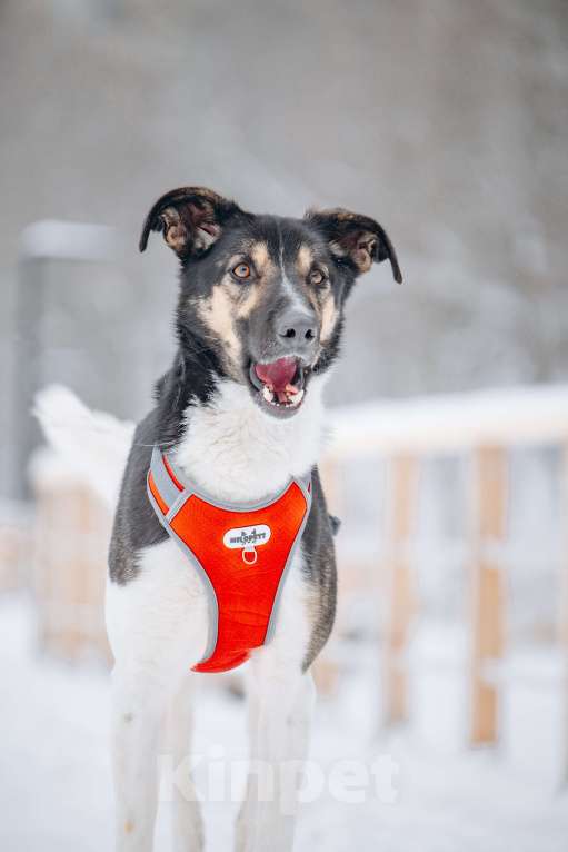 Собаки в других городах Московской области: Солнечный мальчишка ждёт семью в приюте Мальчик, Бесплатно - фото 4