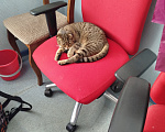 Кошки в Москве: Кот и кошка в хорошие руки Девочка, Бесплатно - фото 1