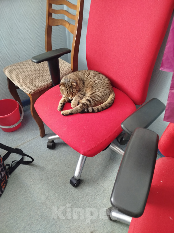 Кошки в Москве: Кот и кошка в хорошие руки Девочка, Бесплатно - фото 1