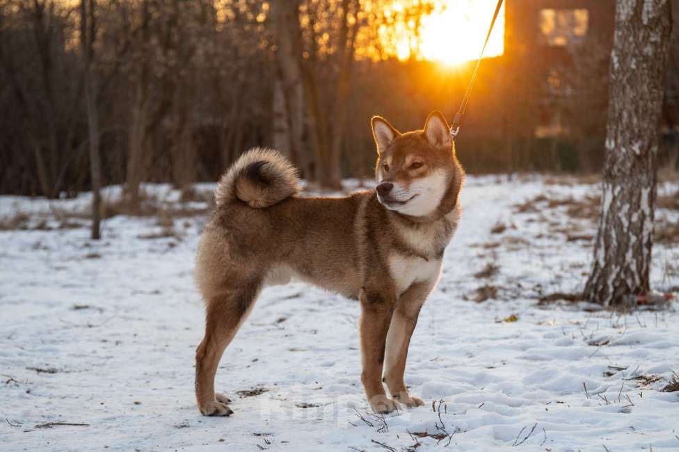 Собаки в Москве: Щенок сиба ину окраса сезам Мальчик, Бесплатно - фото 4